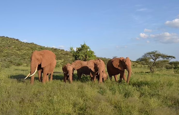 слон африканський, вимирання слонів, слони вимирання