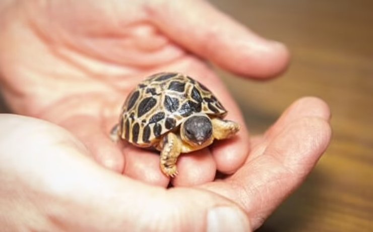 черепаха детеныш