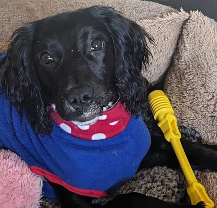 собака аріель русалка