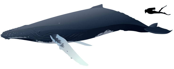 горбатый кит, человек, рисунок