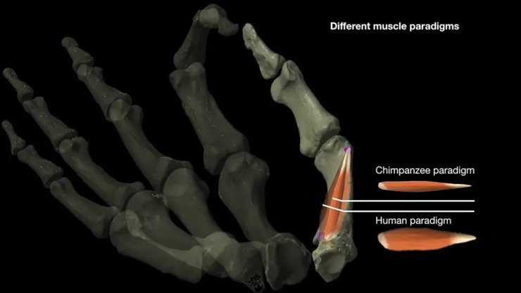 пальці, руки