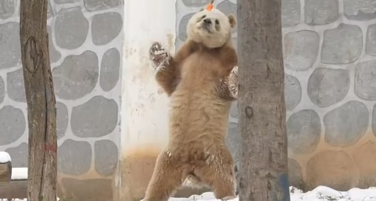 коричнева панда дань дань дань