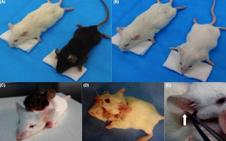 пересадка голови, миші