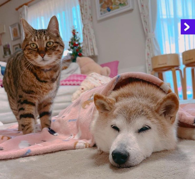 Пес, собака, мем, Больци, Качок Доге и Чимс, животные, болезнь, здоровье