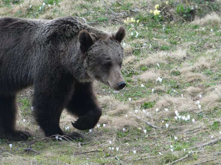 Джамболина, медведица, Швейцария