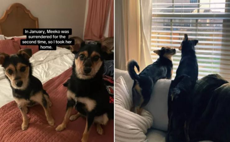 Женщина забрала двух собак из приюта, что интересного показал ДНК-тест, курьезы, фото, США, невероятные истории