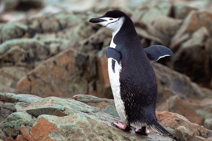 Антарктический пингвин