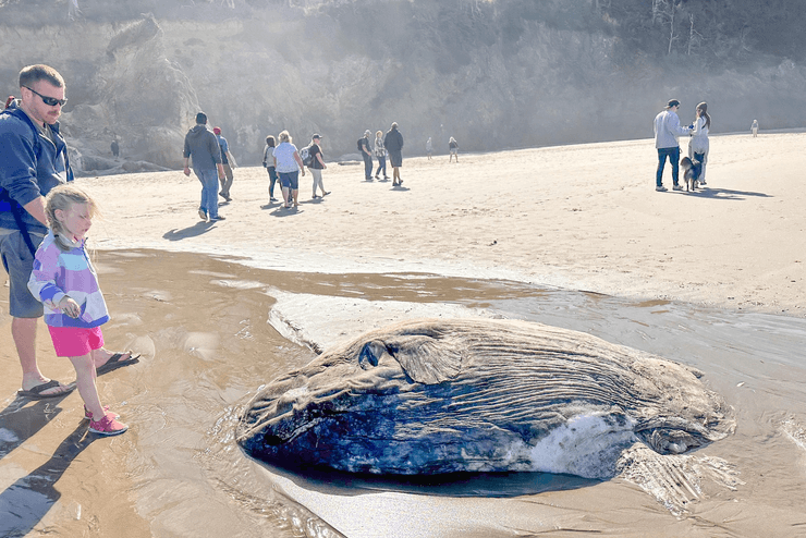 Лунная рыба, солнечная рыба, мола-мола, огромная рыба, самая тяжелая рыба, выбросило на берег, морское существо, необычная находка