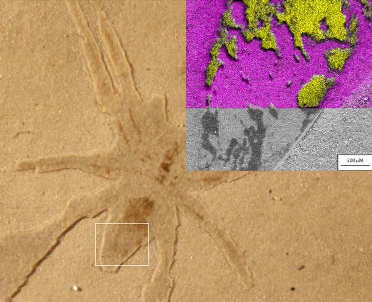 Древний паук, окаменелость