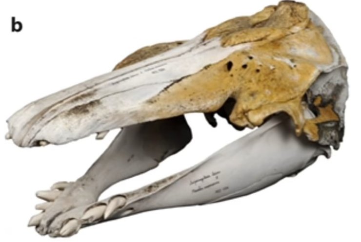 череп нарлунга