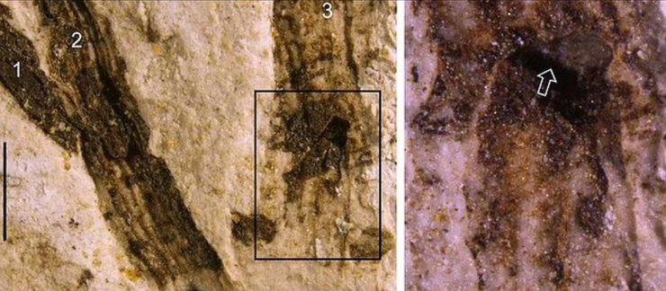 Окаменелость, древнее растение, Florigerminis jurassica