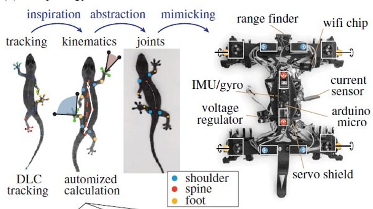 робот, робототехника, животные