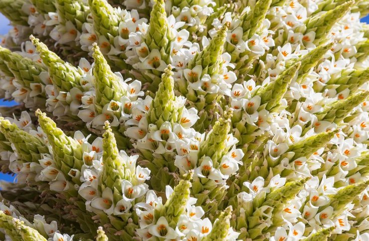 бромелия анды цветение