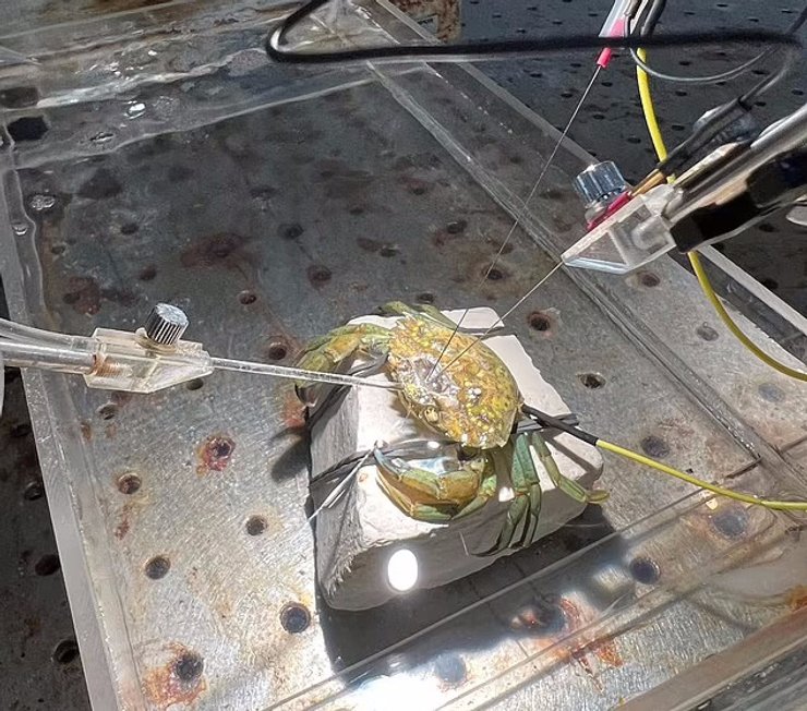 краб, краб біль, краб нервова система