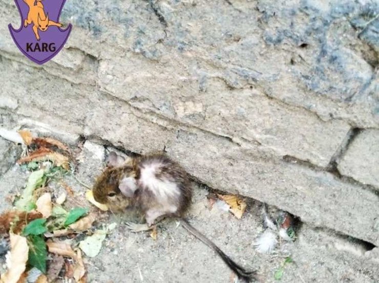 дегу, белка, чилийская белка