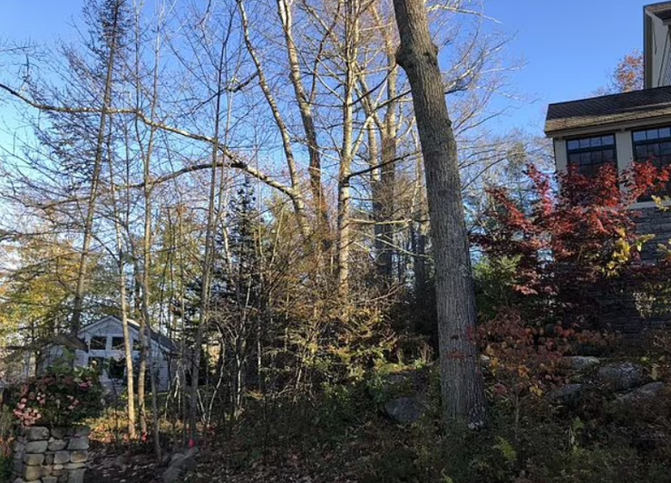 Миллионеры отравили деревья своей соседки, Амелия и Артур Бонды из городка Камдена, США, скандал, штраф