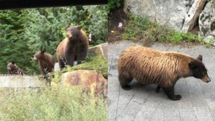 дикие медведи в Канаде