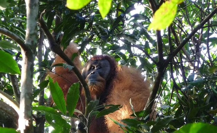 Орангутанг