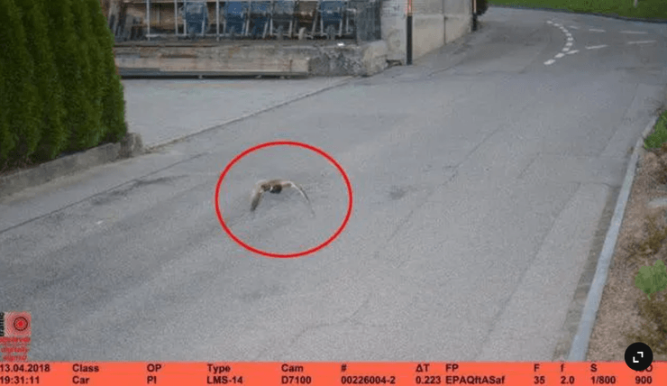 утки, пролет утки, скорость движения камеры