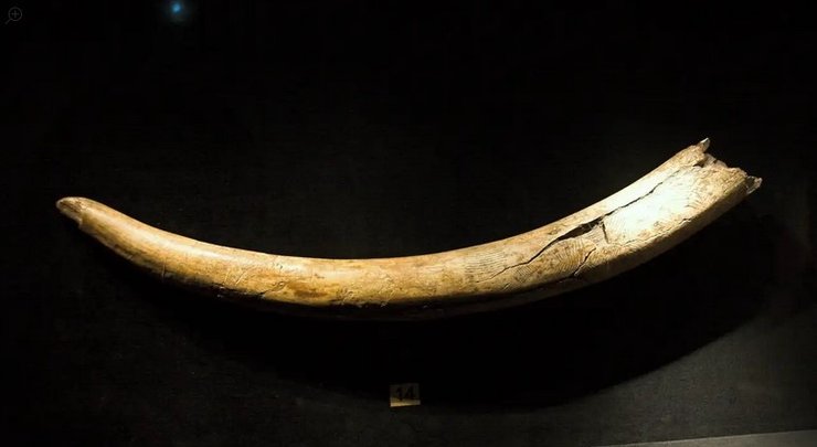 бивень, мамонт