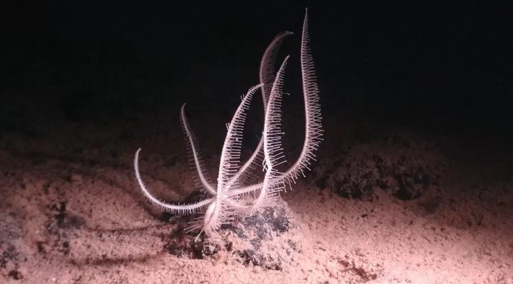 морська зірка