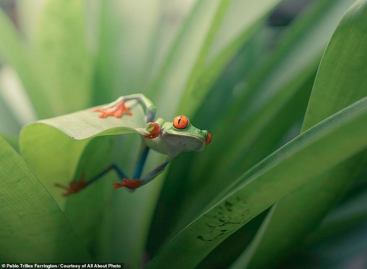кращі фото дикої природи 2023, фотограф природи як називається, фотограф дикої природи вакансії, премія комедійної фотографії дикої природи, комедійні фотографії дикої природи, фотограф-натураліст, кращі фото дикої природи 2023, кращі фото природи, Красива природа картинки, Цікаві фотографії природи, Жива природа картинки, Скачать безкоштовно картинки природа та тварини, Скачати картинки природи на телефон, Скачати картинки природи на телефон, Скачать картинки Природа, Картинки природи на заставку, Картинки природи України