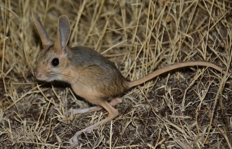 тушканчик, дивовижні тварини, незвичайні тварини, рідкісні тварини