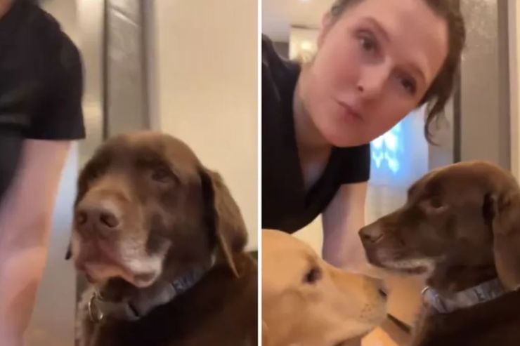 Мэри Тримбл из Вашингтона, собака в машине, пес, находка, курьезы, приколы, США, интересные истории, смешные случаи