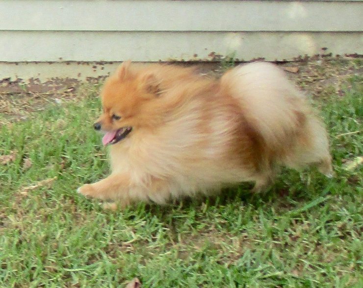 Пес, шпіц, собака, порода