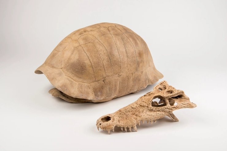 черепаха панцирь, окаменелости, окаменелости черепахи, череп крокодила