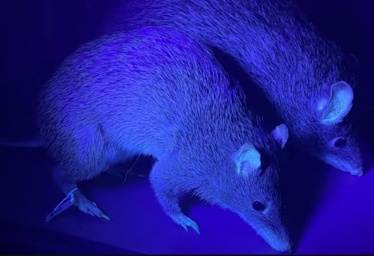 Бандикути під ультрафіолетом