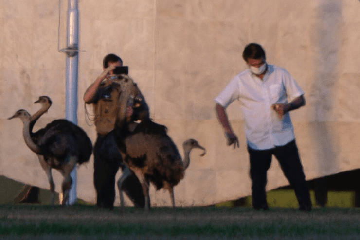 Жаир Болсонару, птица, Бразилия