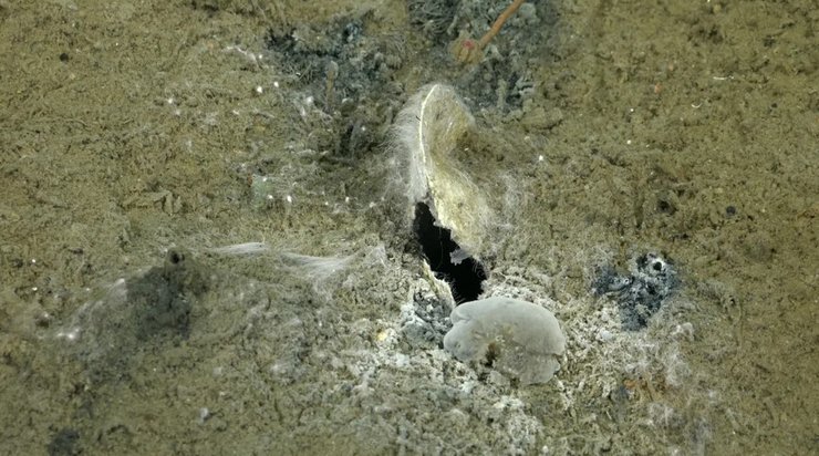 океан вихід метану