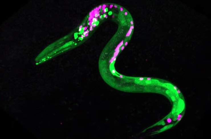 черви рецепторы