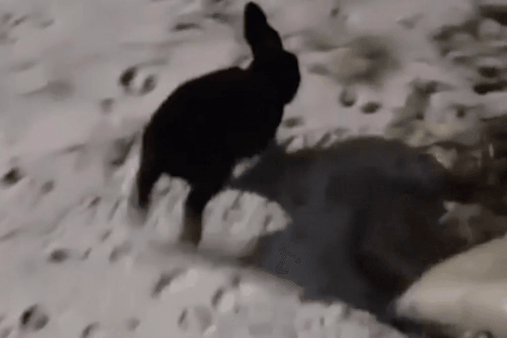 Кролик, чорний кролик, злий кролик, тварина, напав на людей, кролик напав на людей,