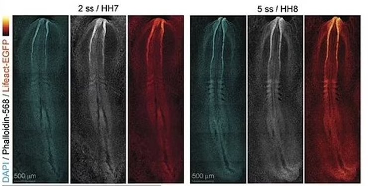 перепел эмбрион