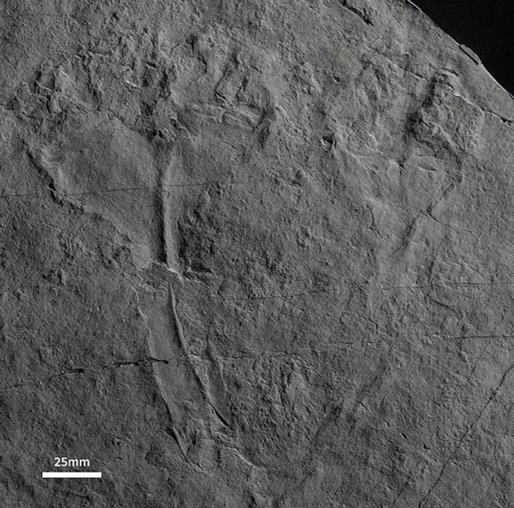 Auroralumina attenboroughii