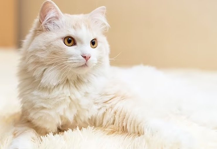 ангорская кошка