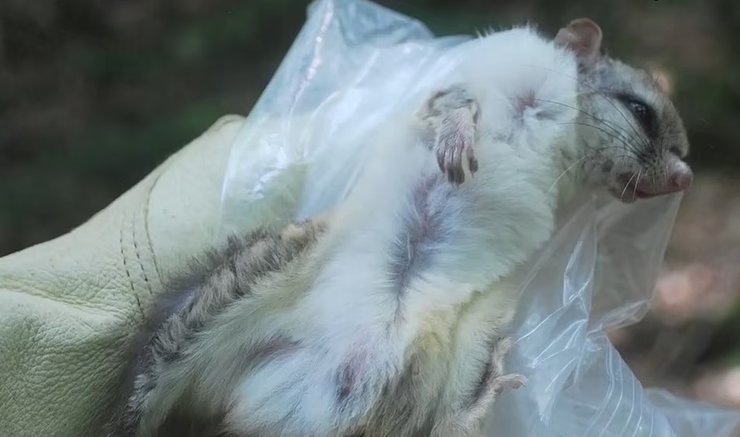 белка летяга