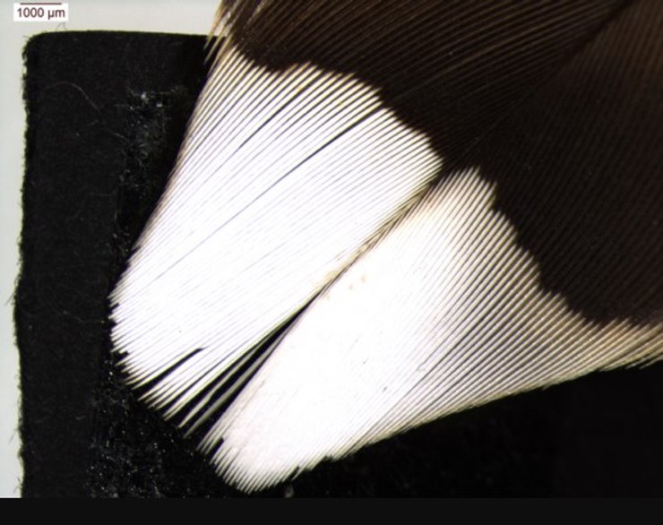 белые перья