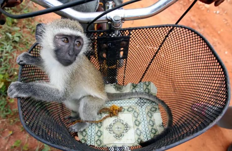 обезьяны, археология, исследования, каменные орудия, орудия труда