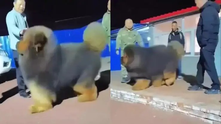 тибетский мастиф тибетский мастиф цена