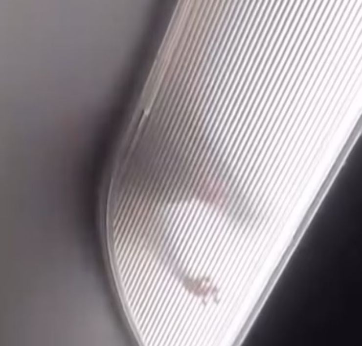 Пассажиры рейса авиакомпании Spirit Airlines заметили в салоне грызуна, как он мог туда попасть