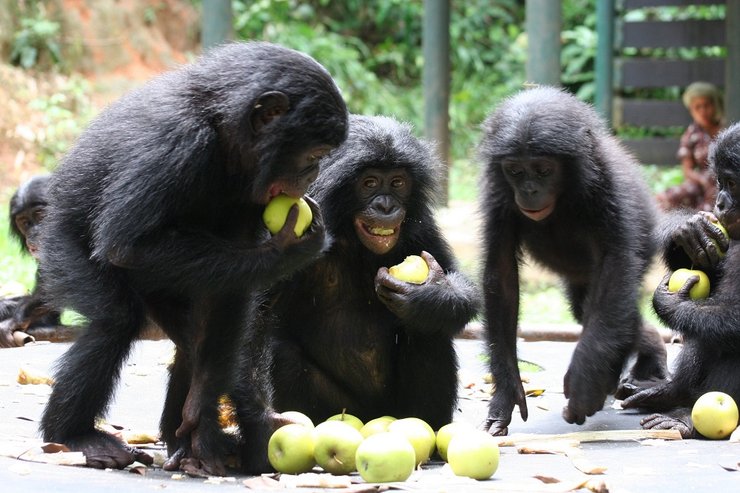 бонобо, обезьяны