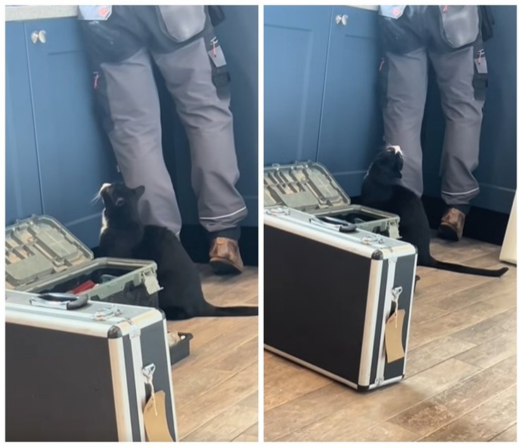 кот сантехник поведение