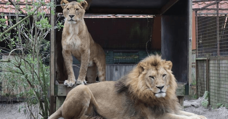 Умерла львица Василина