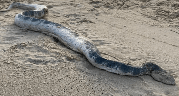 Величезна морська змія, морська змія, величезна змія, змія на пляжі, поранена змія, дірка в боці, ловці змій, "чудовисько"