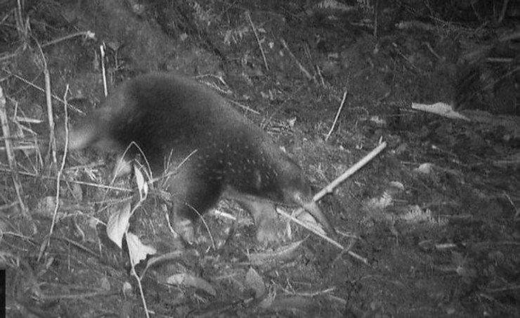 Ехидна неожиданно попала на камеру-ловушку