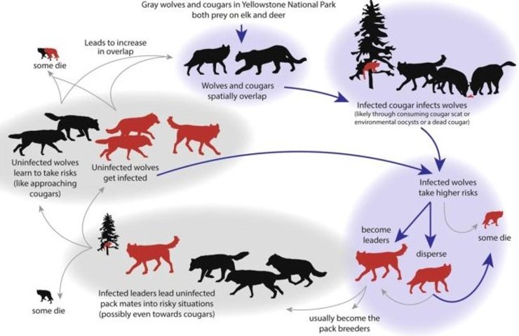 волки пумы токсоплазмоз