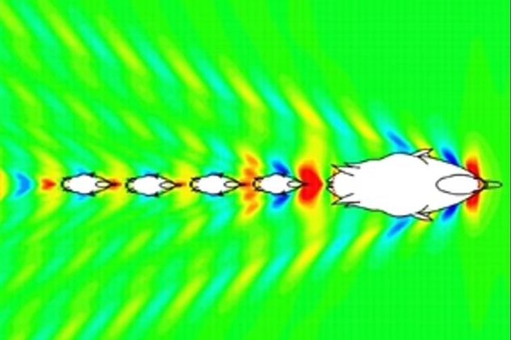 Каченя йдуть за мамою в ряд, щоб зберегти енергію.
